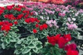 Flowers in the greenhouse,Crop shots of beautiful, brightly colored flowers in the greenhouse