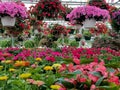 Flowers in greenhouse