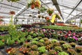 flowers in a greenhouse of a nursery - production of colored flowers in spring Royalty Free Stock Photo