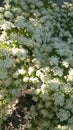 Flowers with greenish-white flowers Royalty Free Stock Photo