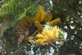 Southern Silky Oak