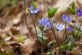 Flowers group common hepatica, blue early spring plants