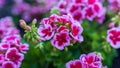 Flowers grow in a bed in the garden on the farm Royalty Free Stock Photo