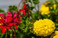 Flowers grow in a bed in the garden on the farm Royalty Free Stock Photo