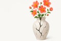 Flowers grow in a cracked vase on a white background. Space for text. Royalty Free Stock Photo