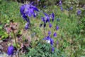 Flowers growing in the Altai Mountains in Siberia