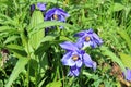 Flowers growing in the Altai Mountains in Siberia