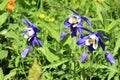 Flowers growing in the Altai Mountains in Siberia