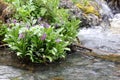 Flowers growing in the Altai Mountains in Siberia