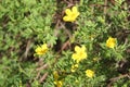 Flowers growing in the Altai Mountains in Siberia