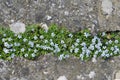 Flowers growing from concrete crack