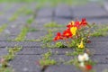 Flowers growing through concrete