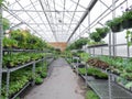 Flowers growing in foil hothouse of garden center