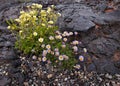 Flowers growing on lava in Craters of the Moon