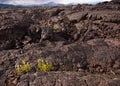 Flowers growing on lava in Craters of the Moon