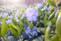 flowers growing in the meadow Royalty Free Stock Photo