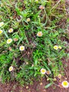 flowers growing on the mountain 2565 masl