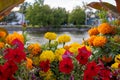 Flowers growing near river in Carleton Place in Ontario, Canada in summer. Royalty Free Stock Photo