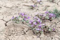 Flowers growing out of cracks in the earth Royalty Free Stock Photo