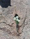 Flowers growing out of rocks Royalty Free Stock Photo