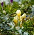 Spring Flowers Growing in Snow
