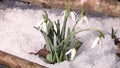 Flowers growing through snow, in the woodland by Anthering near by Salzburg, Austria spring