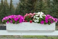 Flowers growing in a white wooden flowerbox