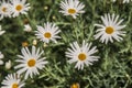 Flowers grown in Antioquia - Bellis perennis Royalty Free Stock Photo