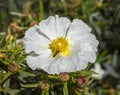 Flowers of Gum rockrose, Cistus ladanifer