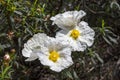 Flowers of Gum rockrose, Cistus ladanifer.