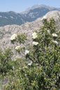 Flowers of Gum rockrose, Cistus ladanifer Royalty Free Stock Photo
