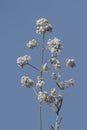 Flowers of a Gypsophilla hereopoda in summer Royalty Free Stock Photo