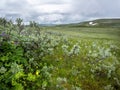 flowers in hallingskarvet national park of norway Royalty Free Stock Photo