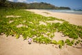 Flowers on the Hanalei Bay Beach. Royalty Free Stock Photo