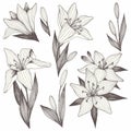 Flowers. Hand drawing. Set of vector illustrations for printing