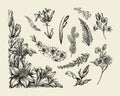 Flowers. Hand drawn sketch flower, lily, fern, grass, herb, bracken, lilia. Vector illustration Royalty Free Stock Photo