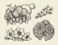 Flowers. Hand drawn sketch flower narcissus, water lily, orchid, daffodil, jonquil. Vector illustration Royalty Free Stock Photo