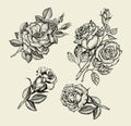 Flowers. Hand drawn sketch flower, rose, dogrose, rosehip, floral pattern. Vector illustration