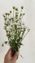 Flowers hand white flowers, bucket green