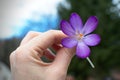 The crocus flower in hand