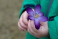 The crocus flower in hand