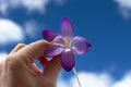 The crocus flower in hand