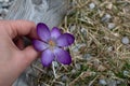 The crocus flower in hand