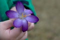 The crocus flower in hand