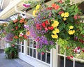 Flowers in the hanging baskets with windows. Royalty Free Stock Photo