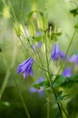 Flowers of harebell Campanula rotundifolia closeup on natural background