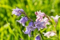 Purple Harebell Flowers, Campanula rotundifolia, closeup on green natural background, selective focus.