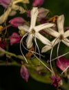 Harlequin Glorybower Plant