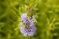 Flowers of a Harts pennyroyal