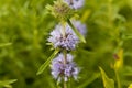 Flowers of a Harts pennyroyal Royalty Free Stock Photo